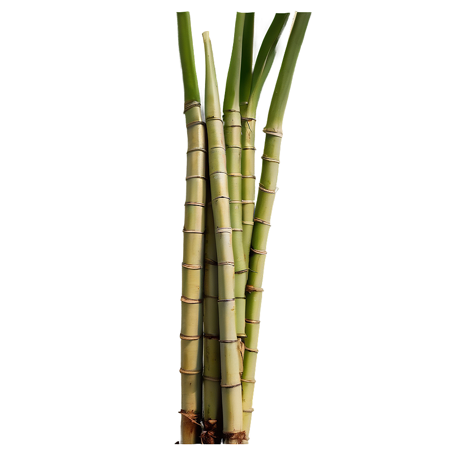 Organic Farm Fresh Sugarcane Png Upr PNG Image