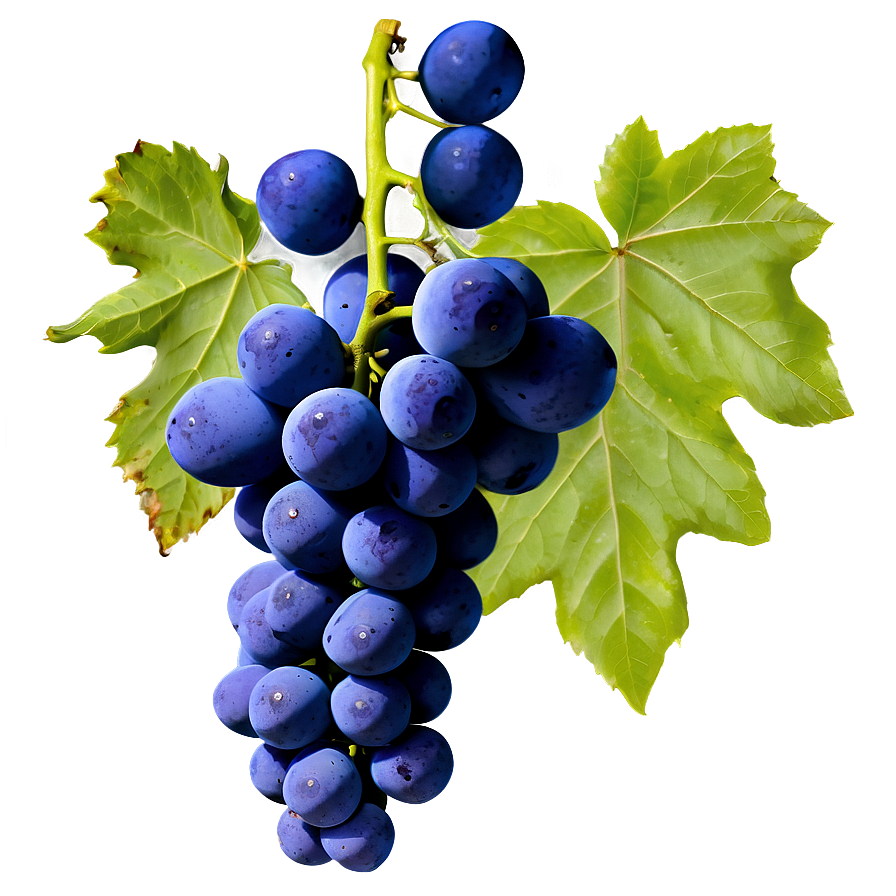 Organic Grapes Png Jut PNG Image