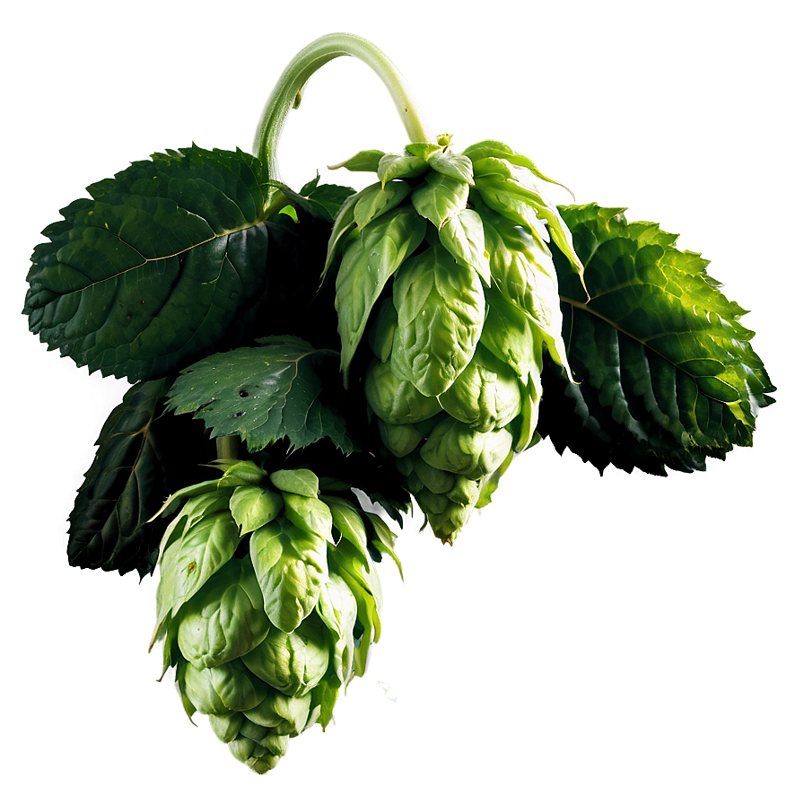 Organic Hops Farm Png 06292024 PNG Image