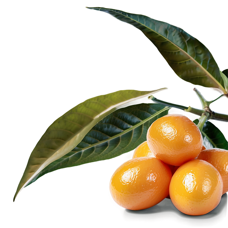 Organic Kumquat Png Edl PNG Image