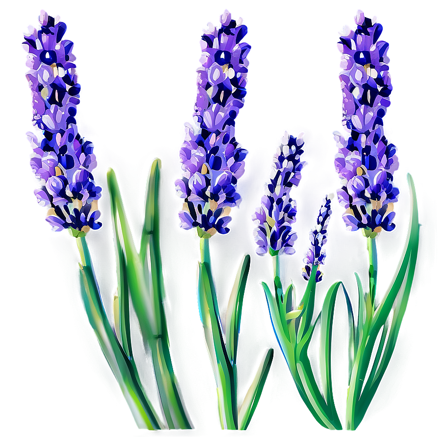 Organic Lavender Plant Png 06132024 PNG Image