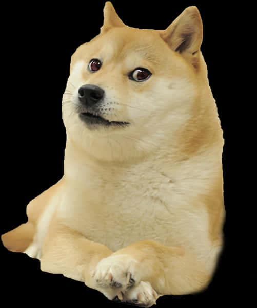 Original Doge Meme Shiba Inu PNG Image