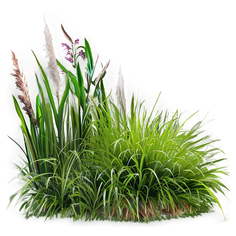 Ornamental Grass A PNG Image