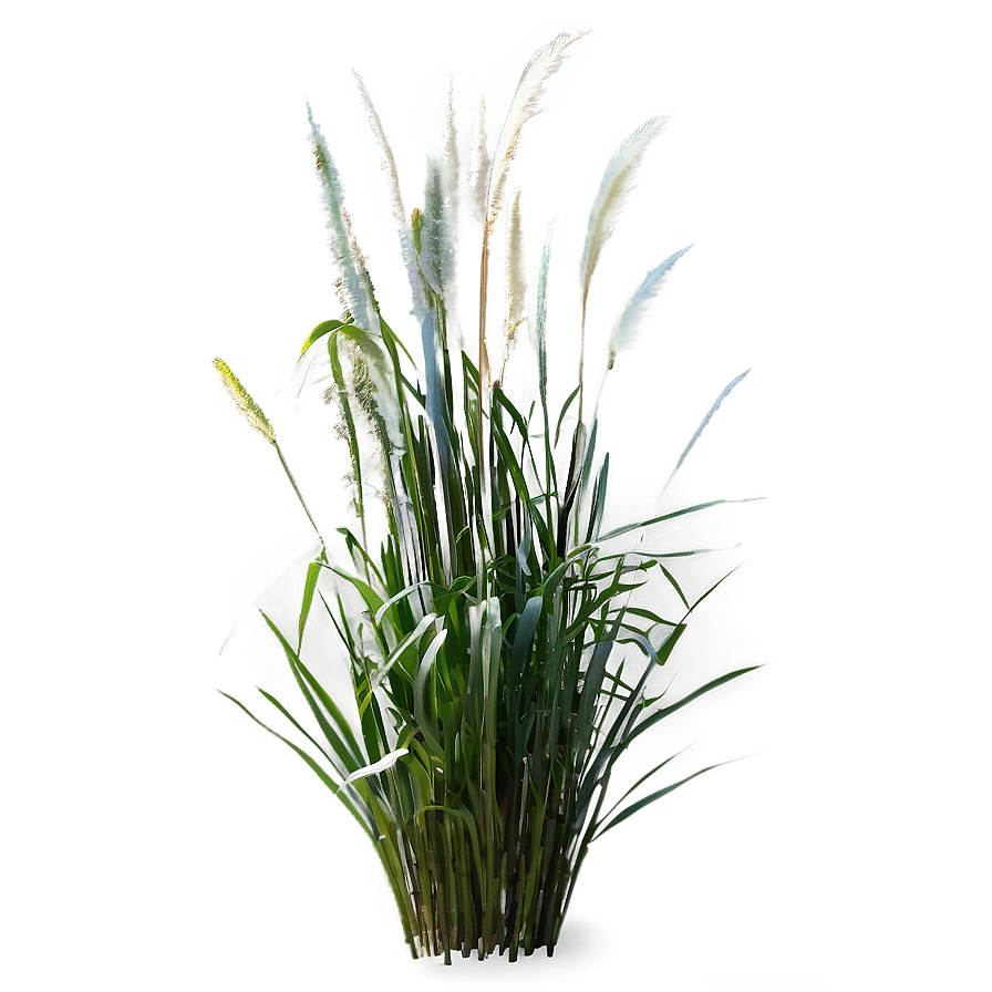 Ornamental Grass B PNG Image