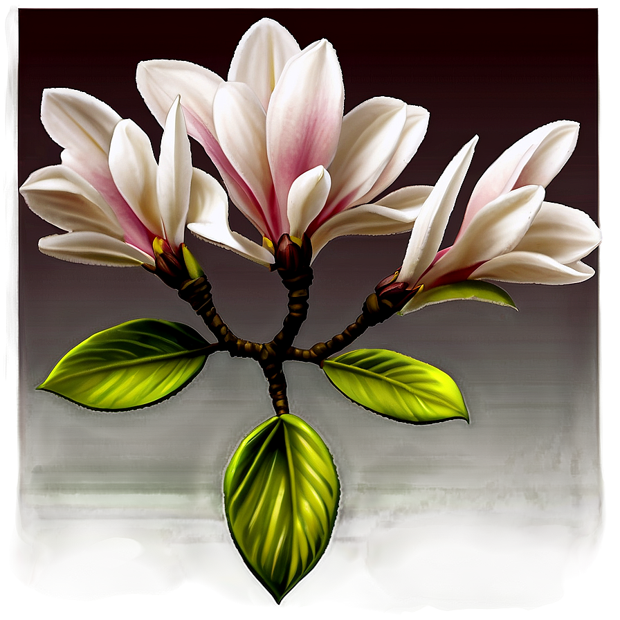 Ornamental Magnolia Flower Png Wvk PNG Image