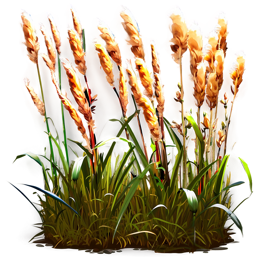 Ornamental Rush Grass Png 27 PNG Image