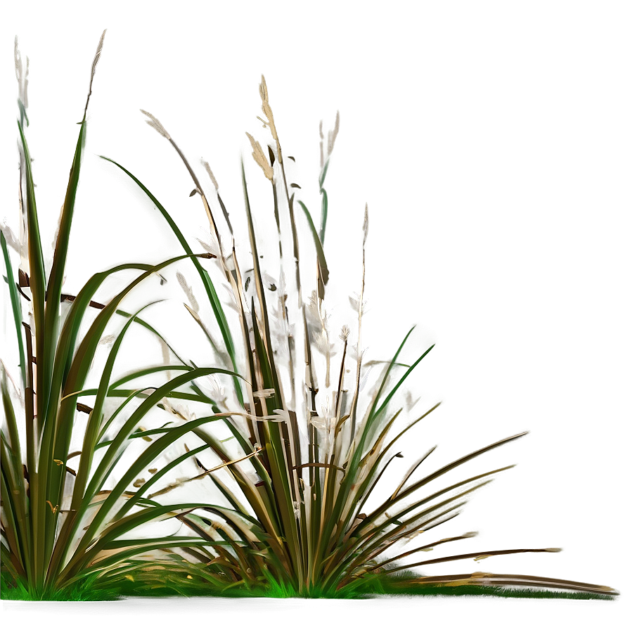 Ornamental Rush Grass Png 46 PNG Image