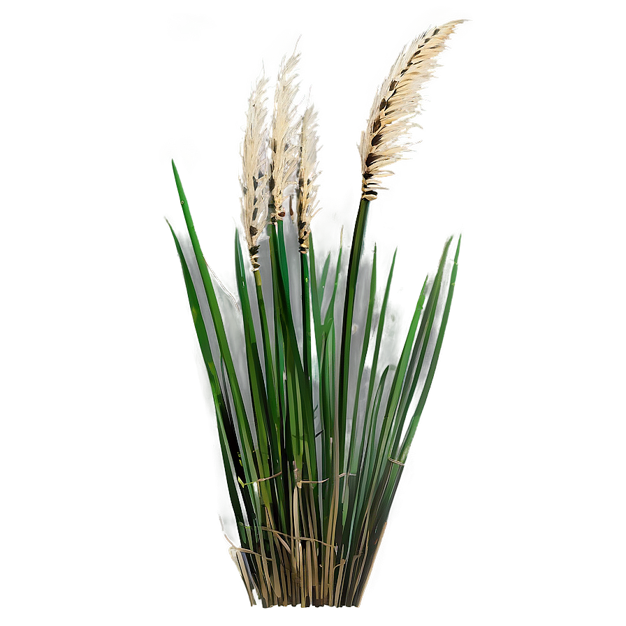 Ornamental Rush Grass Png Kna PNG Image