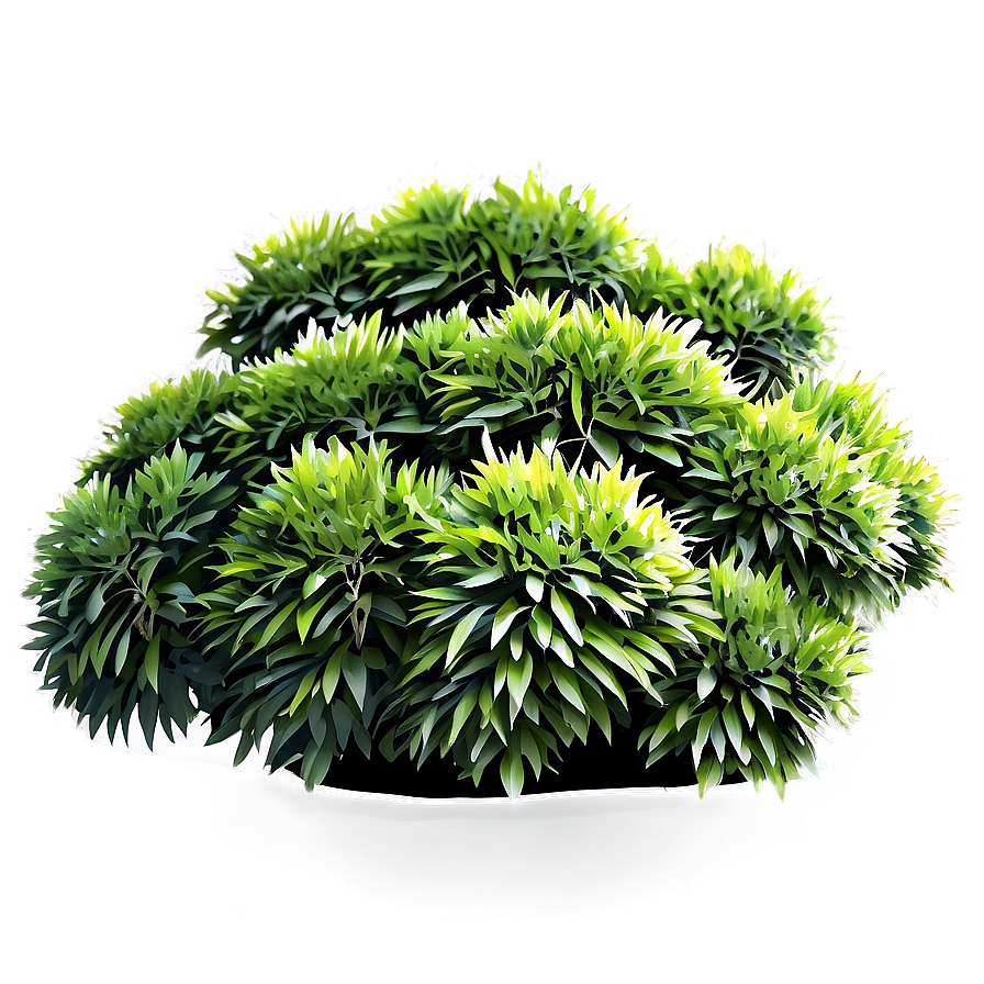 Ornamental Shrubs Png 56 PNG Image