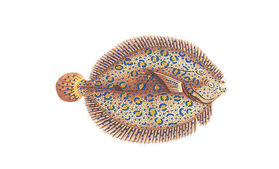 Ornate Flounder Black Background PNG Image