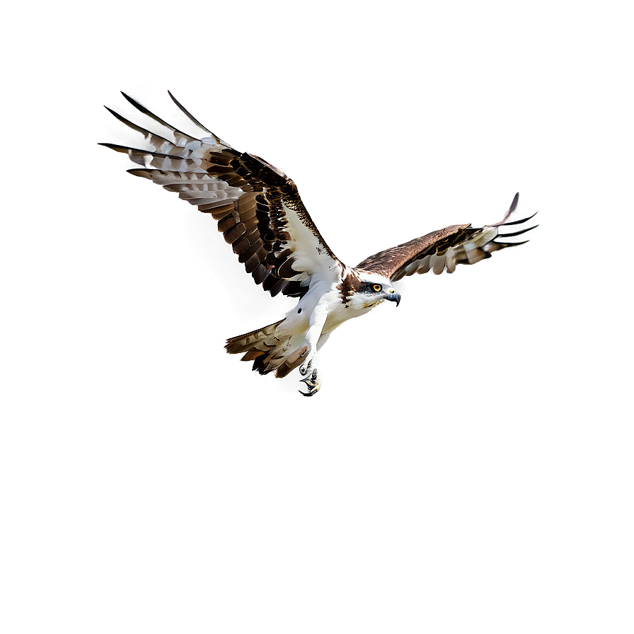 Osprey Bird Flying Png Tdy86 PNG Image