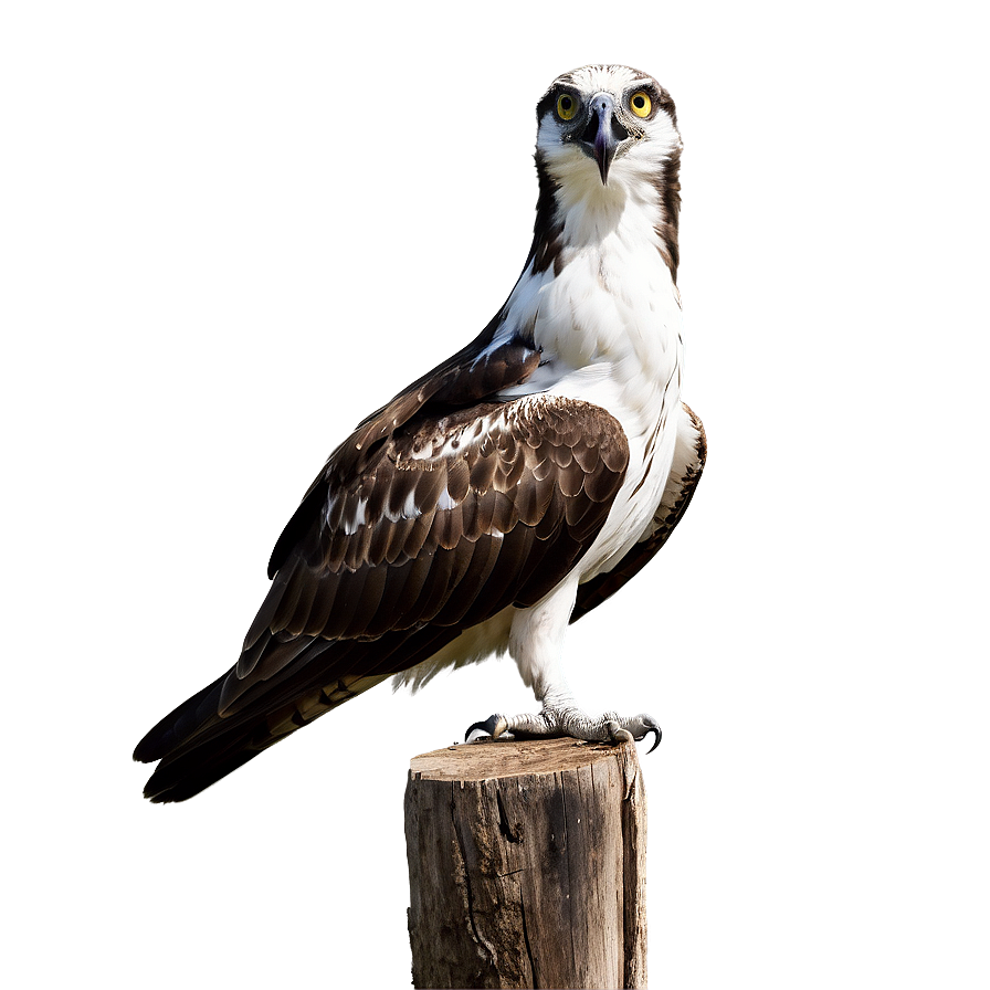 Osprey Calling Sound Png Pnb59 PNG Image