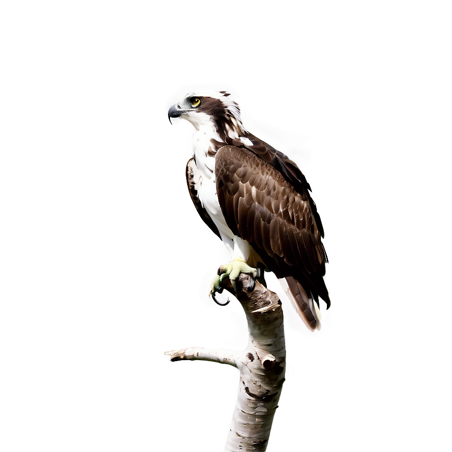 Osprey Calling Sound Png Uek PNG Image