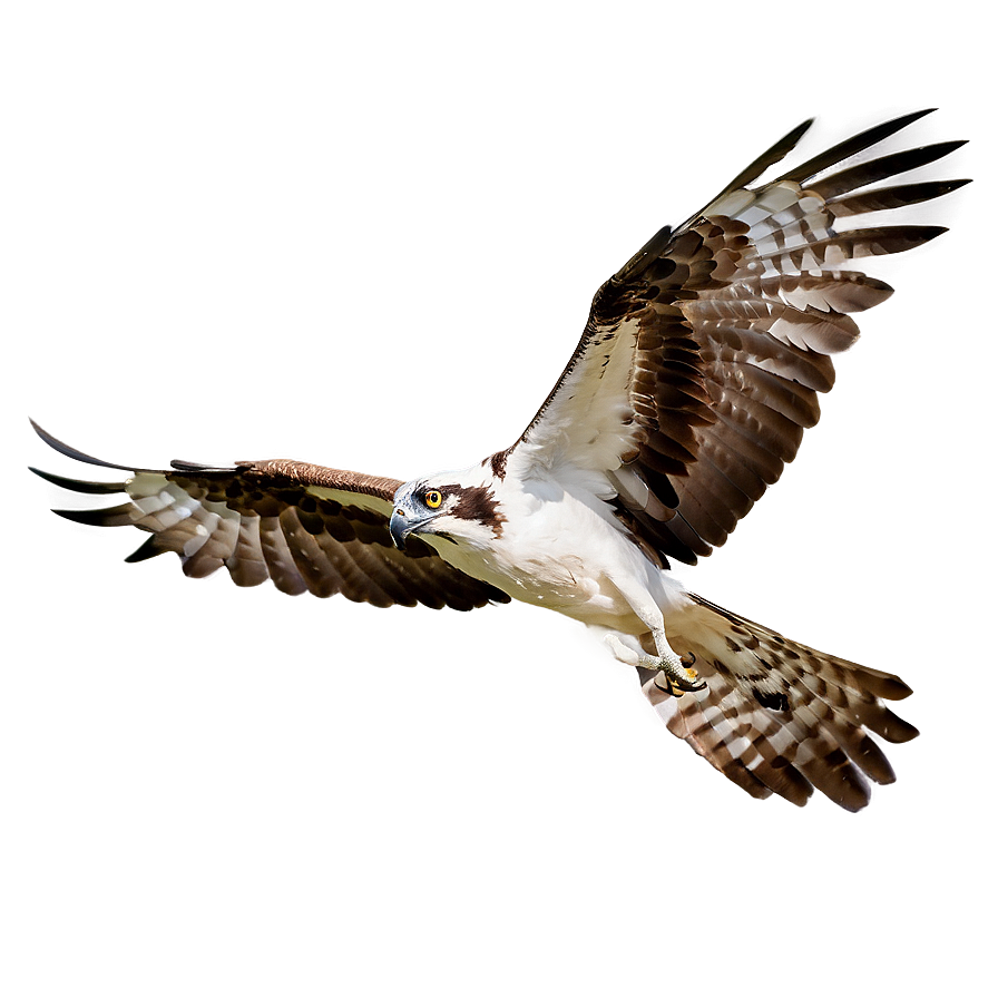 Osprey D PNG Image