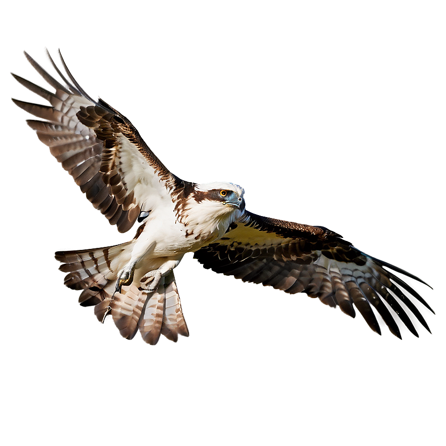 Osprey Hovering Over Water Png Mfn35 PNG Image