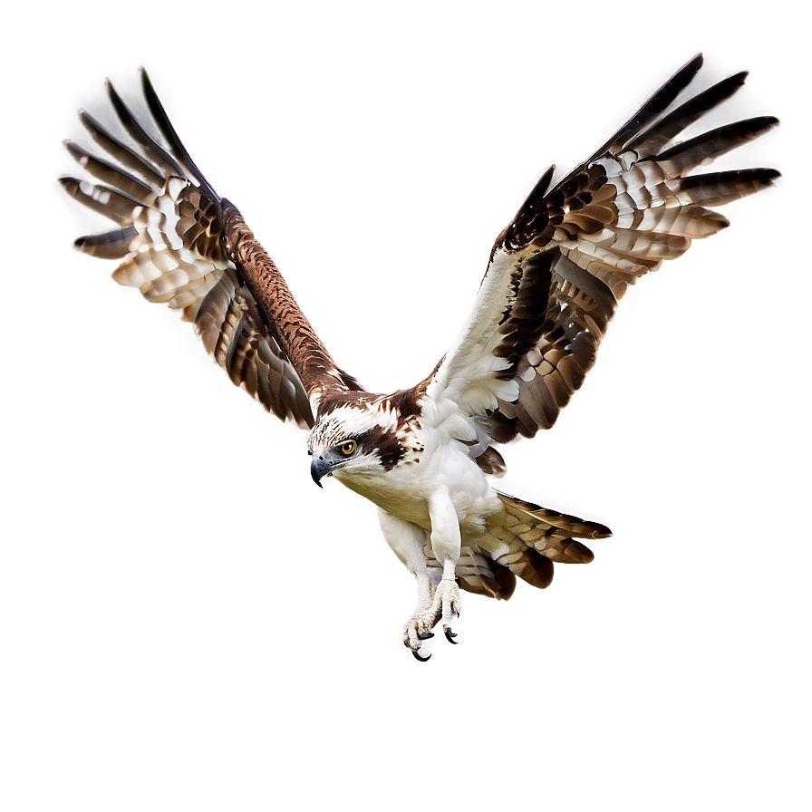 Osprey Hovering Over Water Png Qcw96 PNG Image