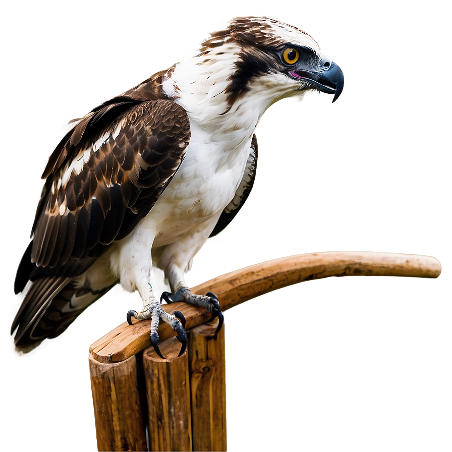 Osprey In Aggressive Posture Png 06292024 PNG Image