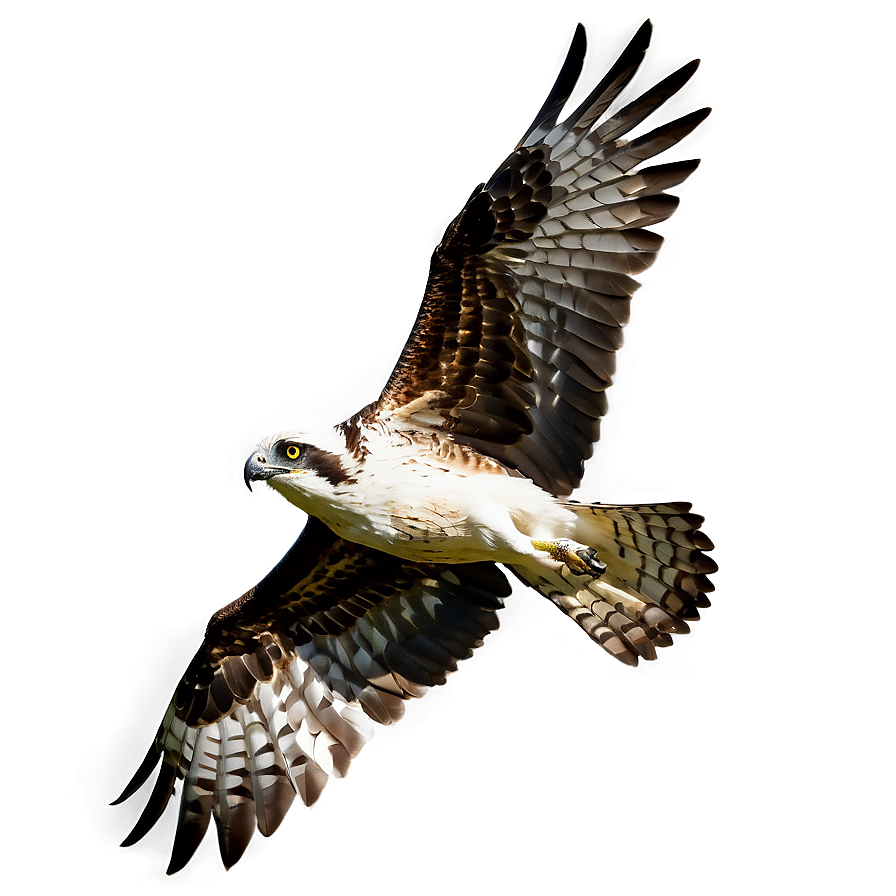 Osprey In Dramatic Lighting Png Xxx PNG Image