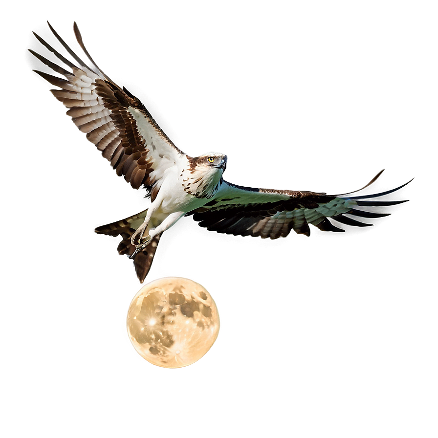 Osprey In Flight Against Moon Png Ggl84 PNG Image