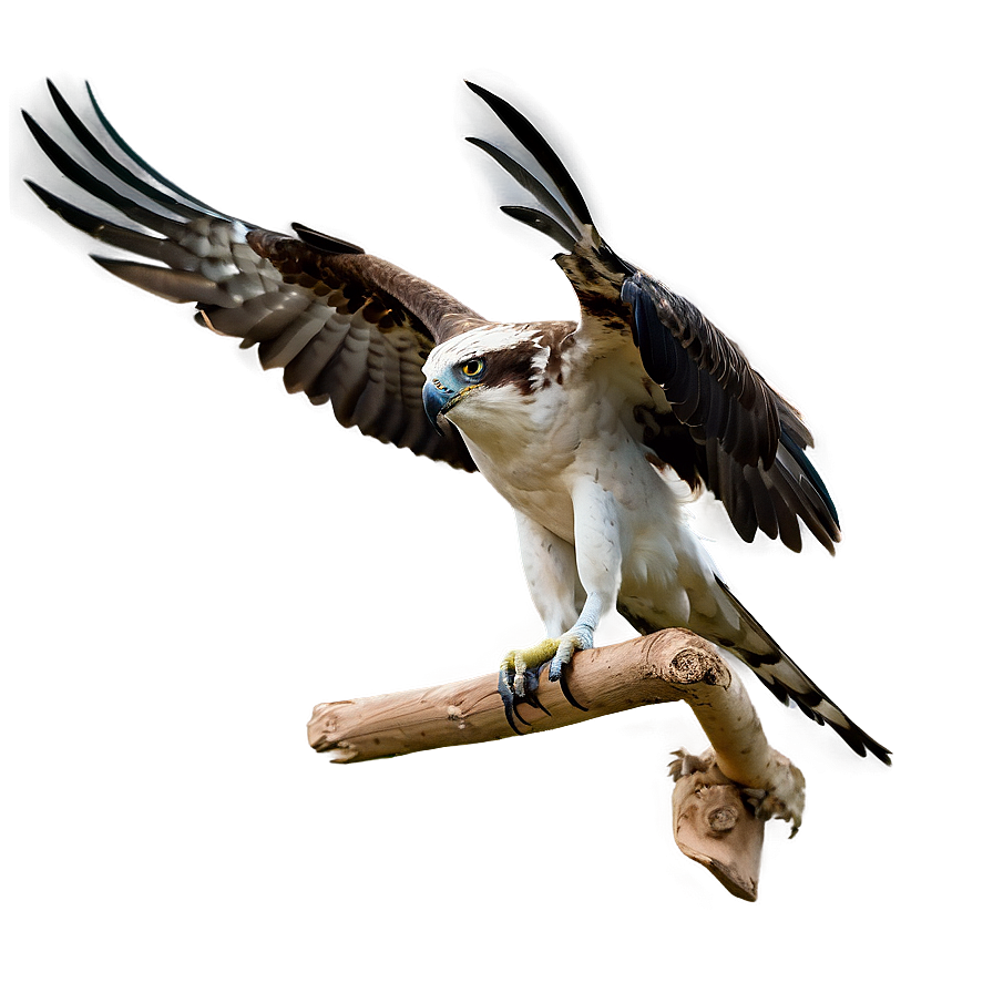 Osprey In Mid-scream Png 79 PNG Image