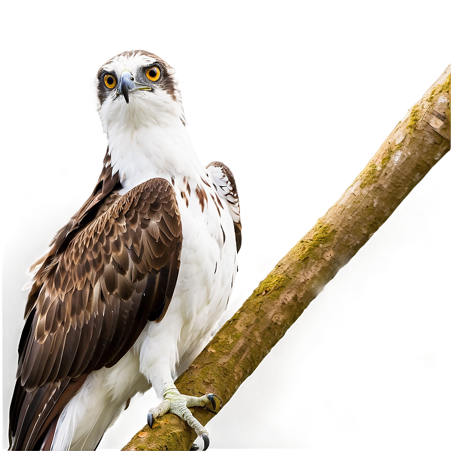 Osprey In Natural Habitat Png Poo PNG Image