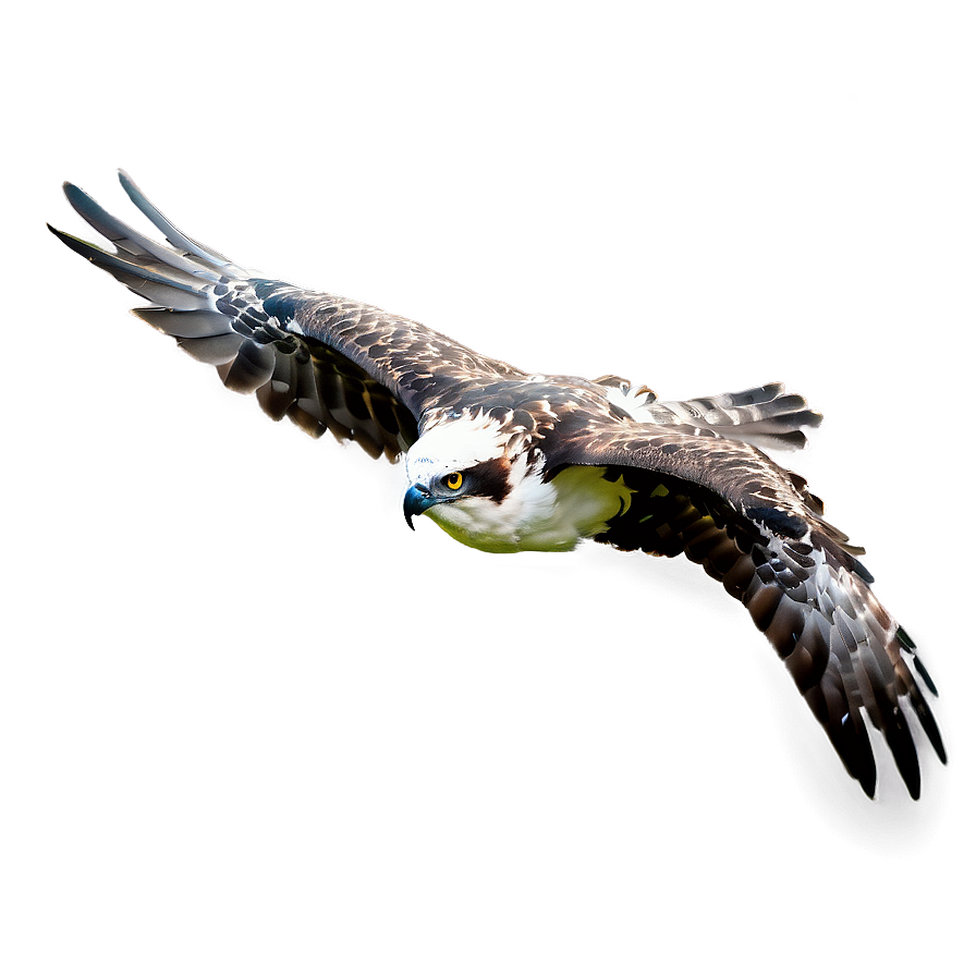 Osprey In Rainy Weather Png Djm PNG Image