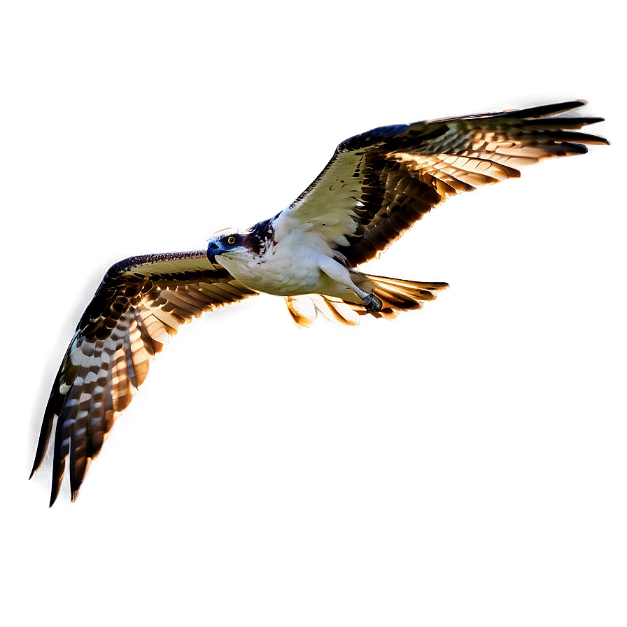 Osprey In The Golden Hour Png Vor94 PNG Image