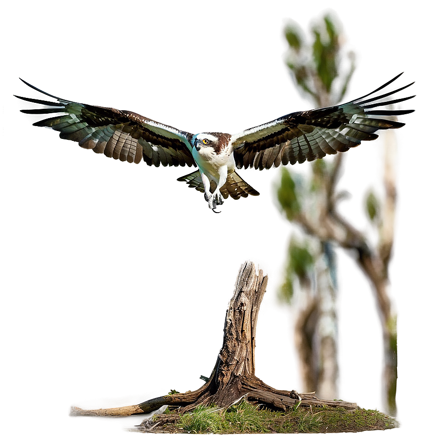 Osprey Landing On Tree Png 06292024 PNG Image