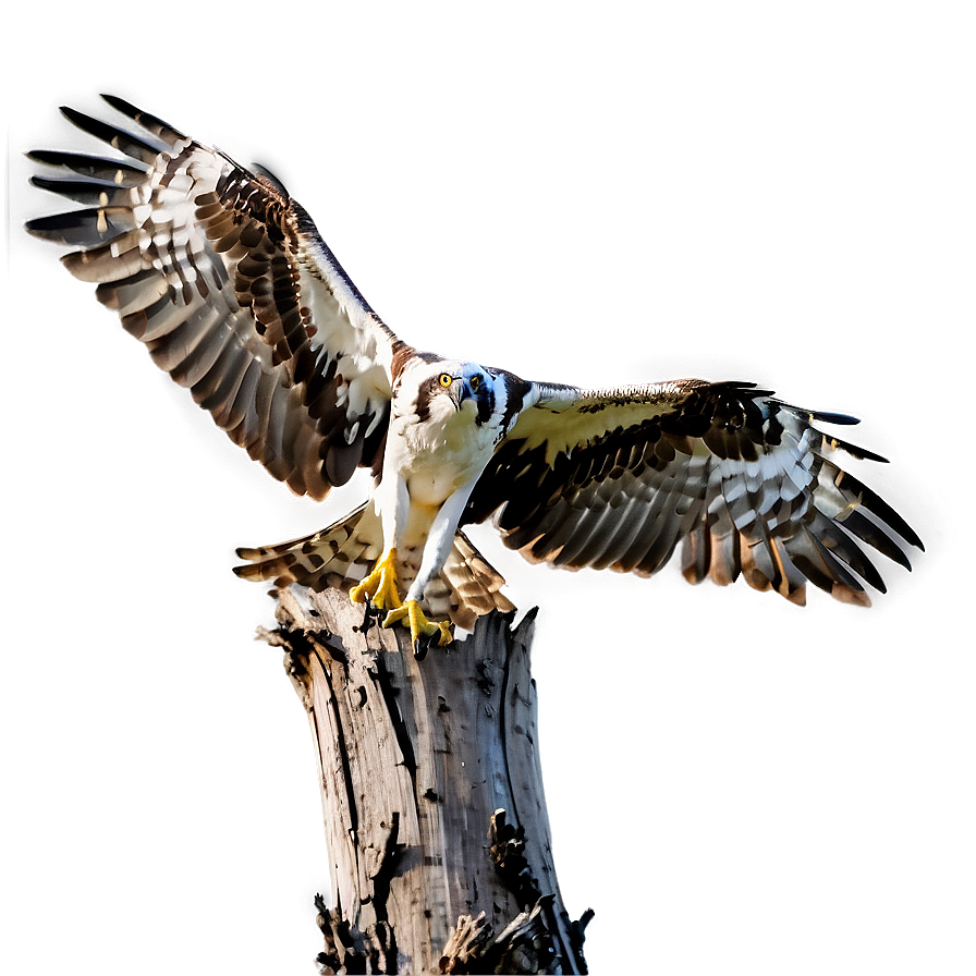 Osprey Landing On Tree Png Bdo82 PNG Image