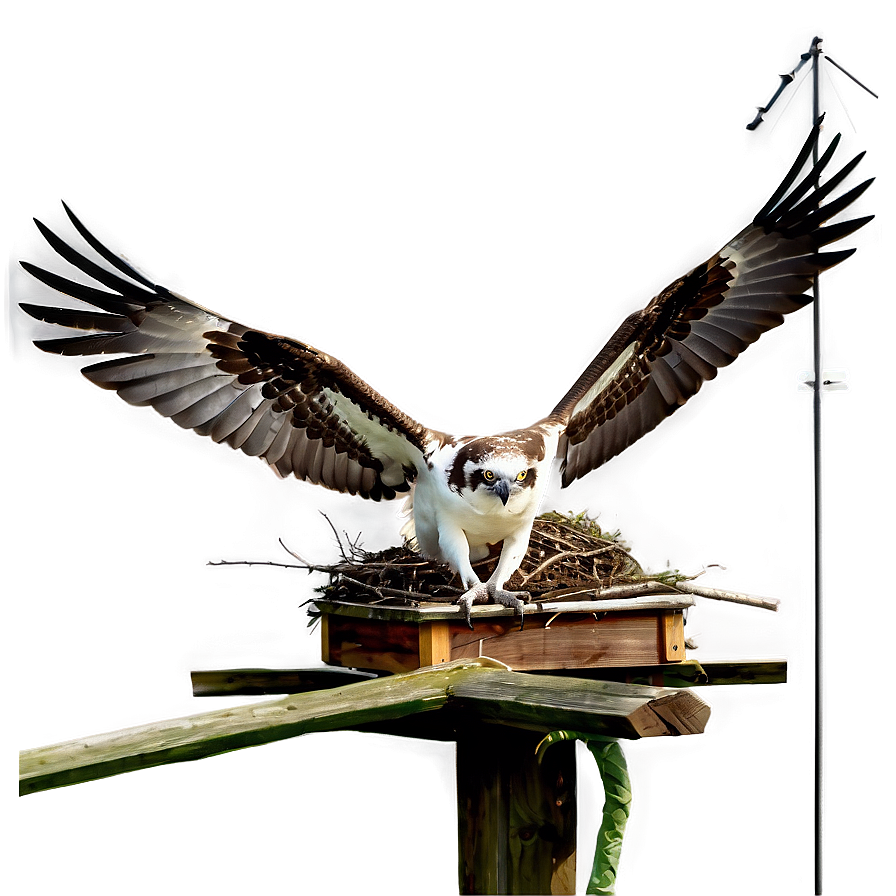 Osprey Nest On Pole Png Rrg64 PNG Image