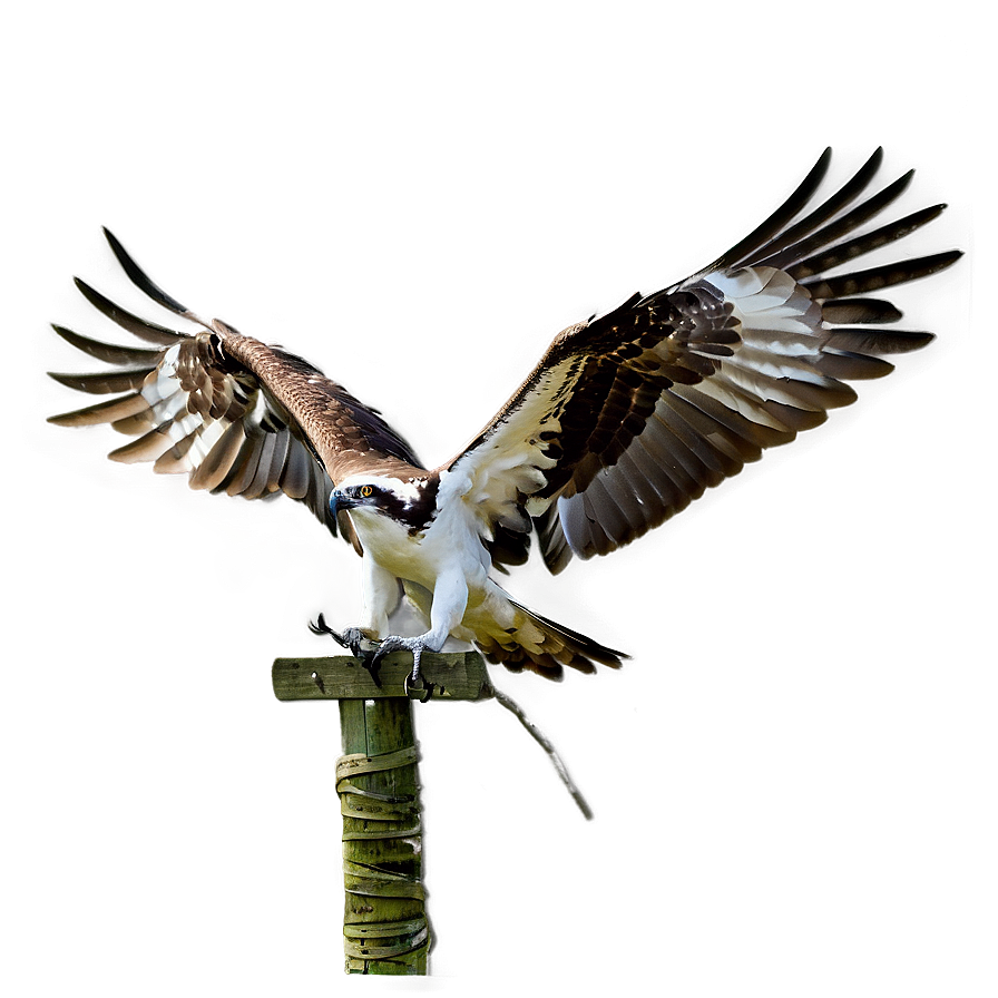 Osprey On The Hunt Png Diu59 PNG Image