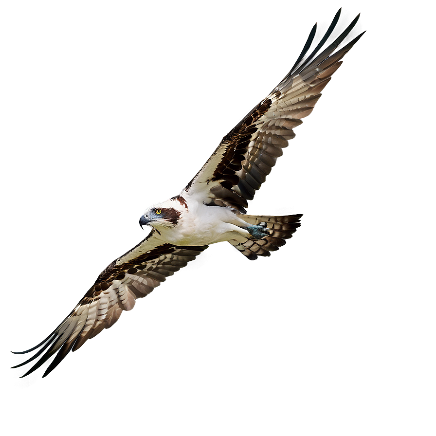 Osprey On The Hunt Png Uvo88 PNG Image