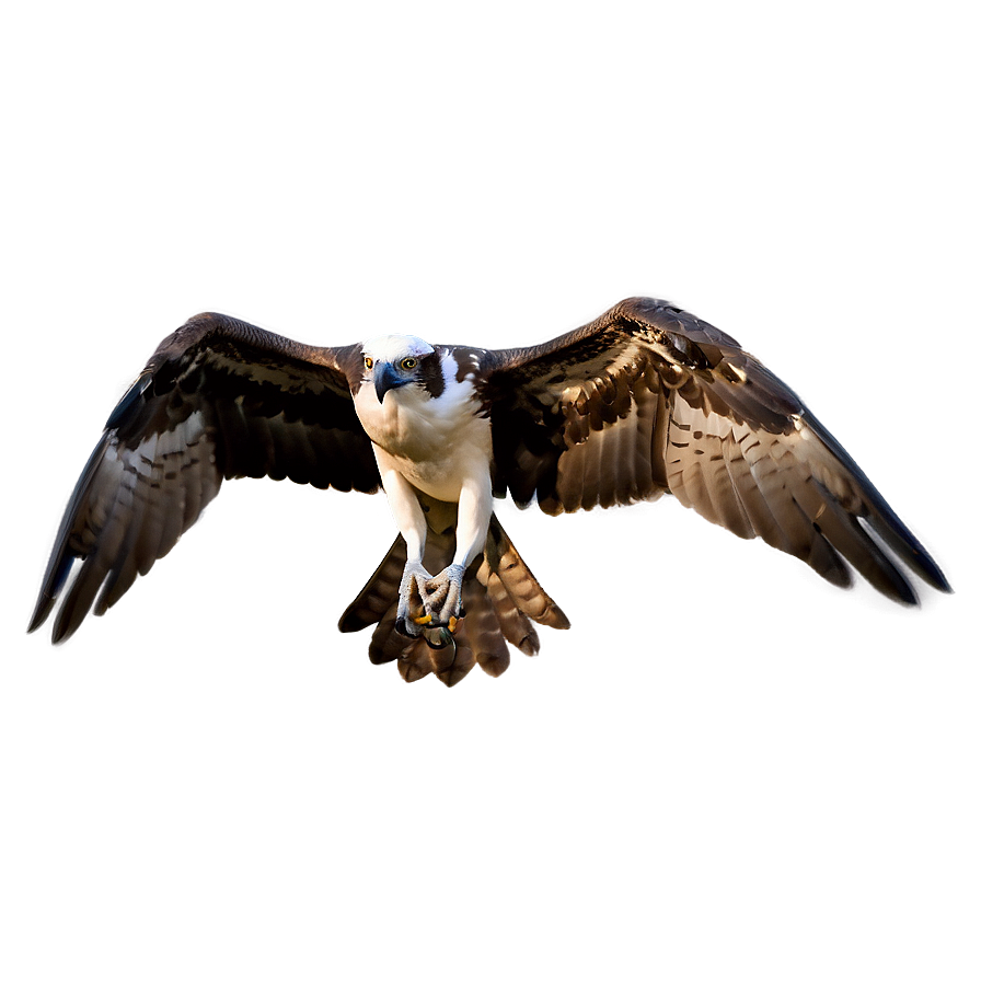 Osprey Silhouette At Dawn Png Fpa30 PNG Image