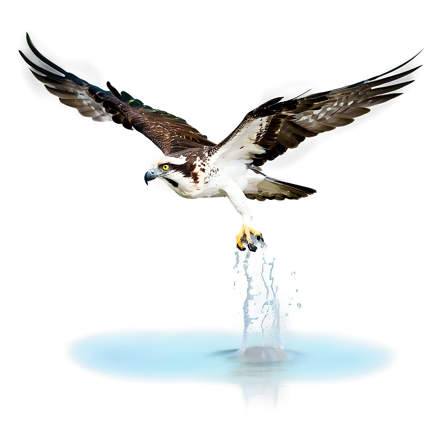 Osprey Splashing Into Water Png 40 PNG Image