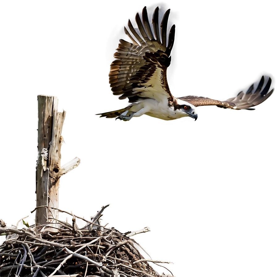 Osprey Taking Off From Nest Png 14 PNG Image