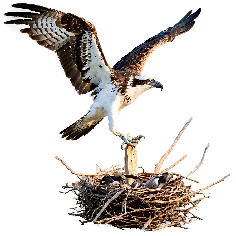 Osprey Taking Off From Nest Png Rpv46 PNG Image