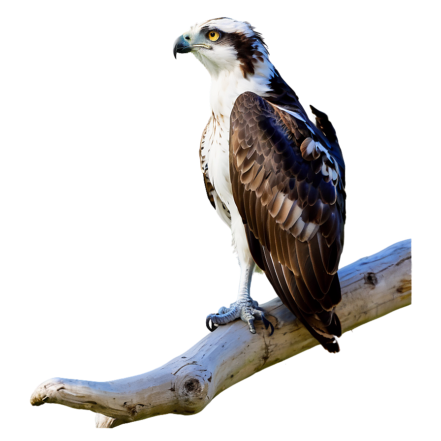 Osprey Watching From Above Png 06292024 PNG Image