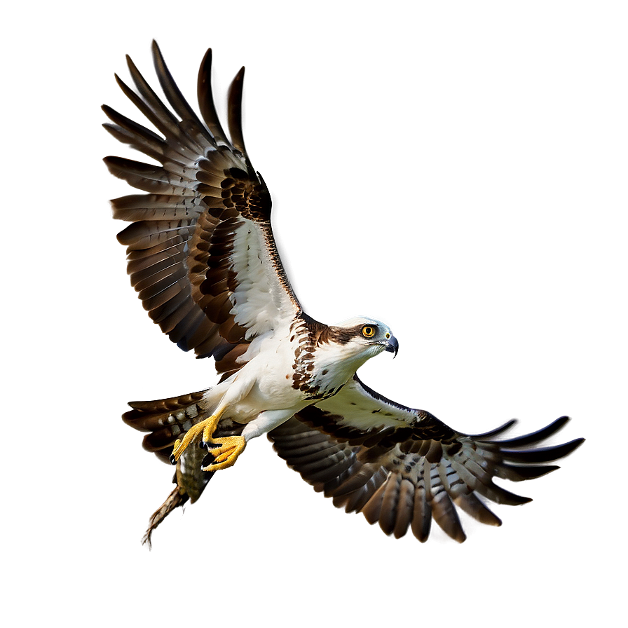 Osprey With Catch Of The Day Png Mas3 PNG Image