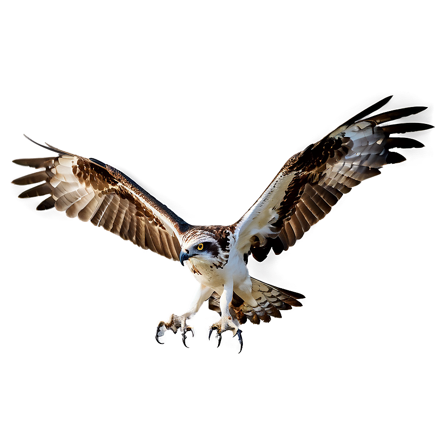 Osprey With Wings Spread Png 06292024 PNG Image