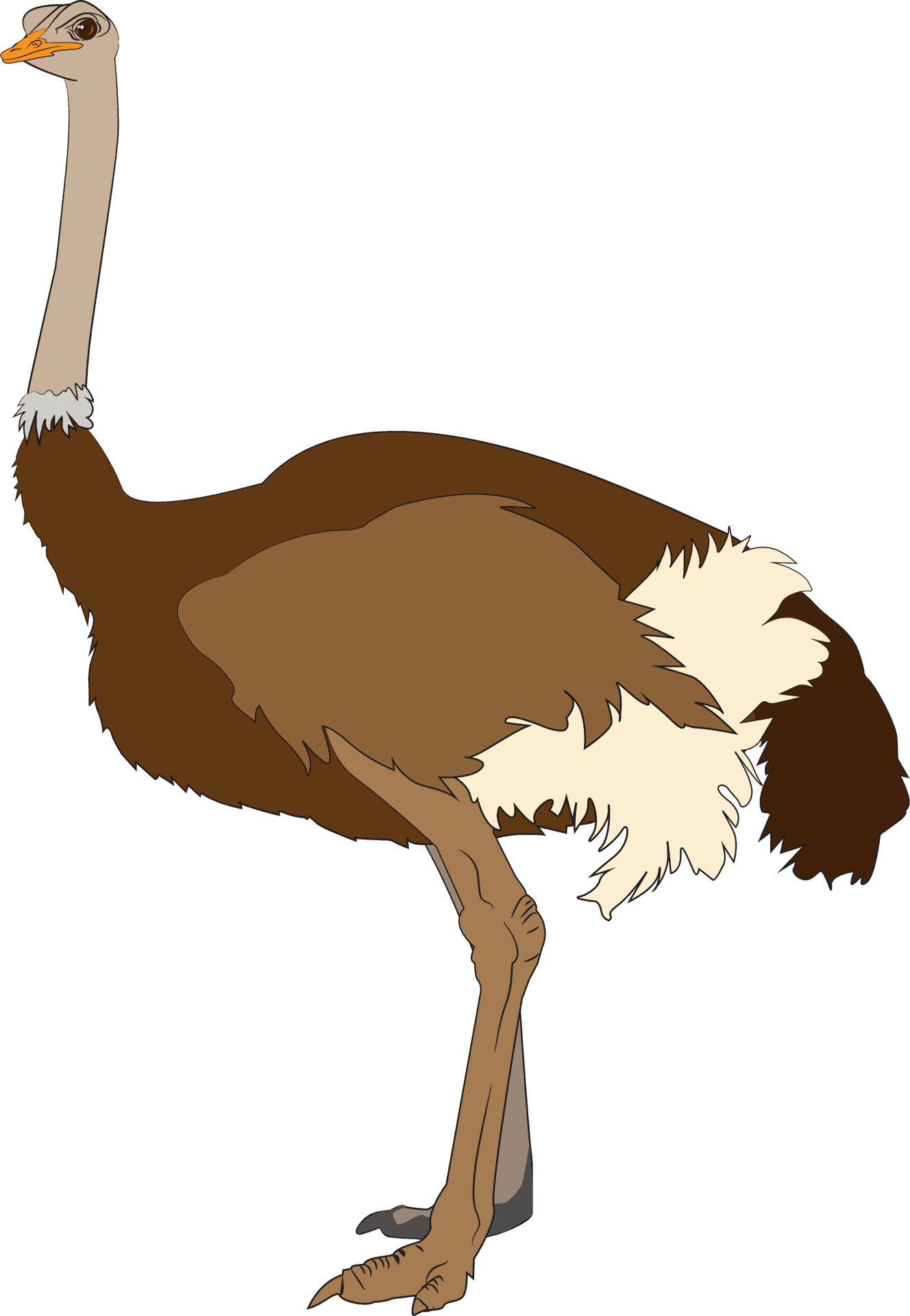 Ostrich Illustration.png PNG Image