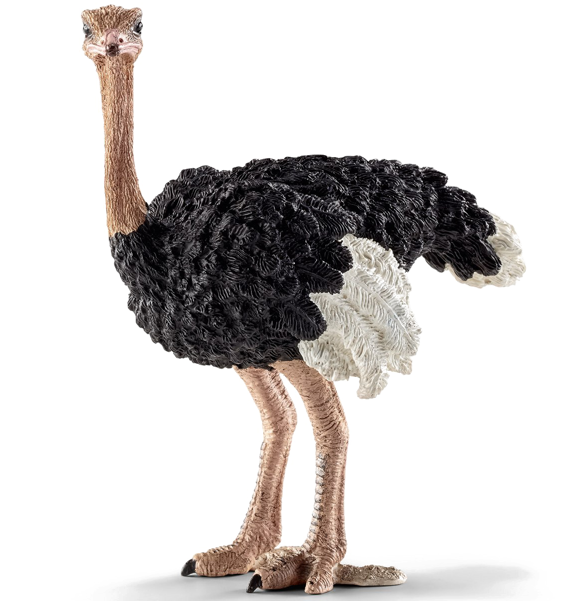 Ostrich Standing Profile PNG Image