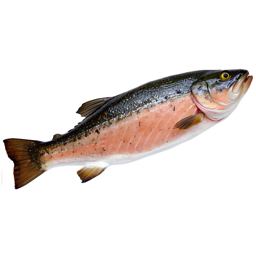 Oven Roasted Salmon Png Myd88 PNG Image