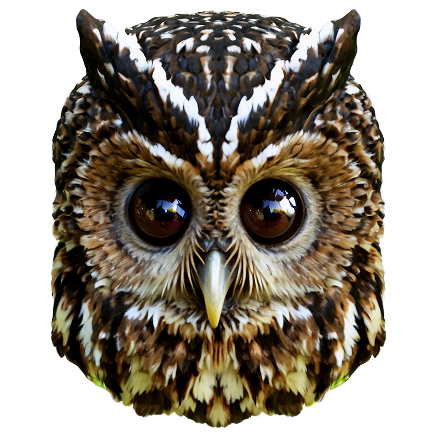 Owl Beak Png Nnw77 PNG Image