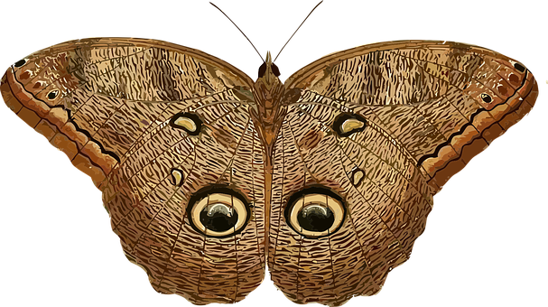 Owl Eyed Butterfly Spread Wings PNG Image