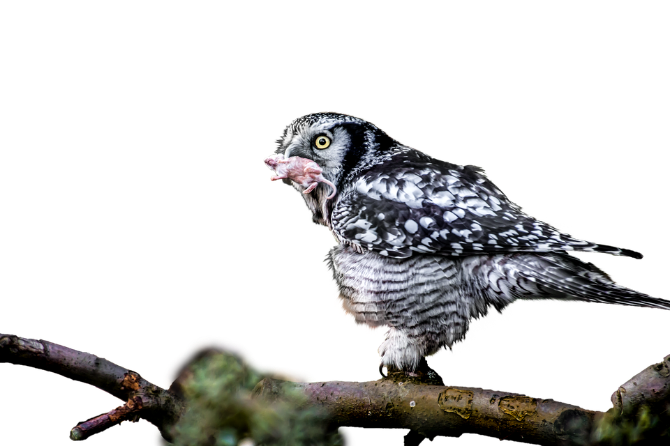 Owl Feedingon Prey PNG Image