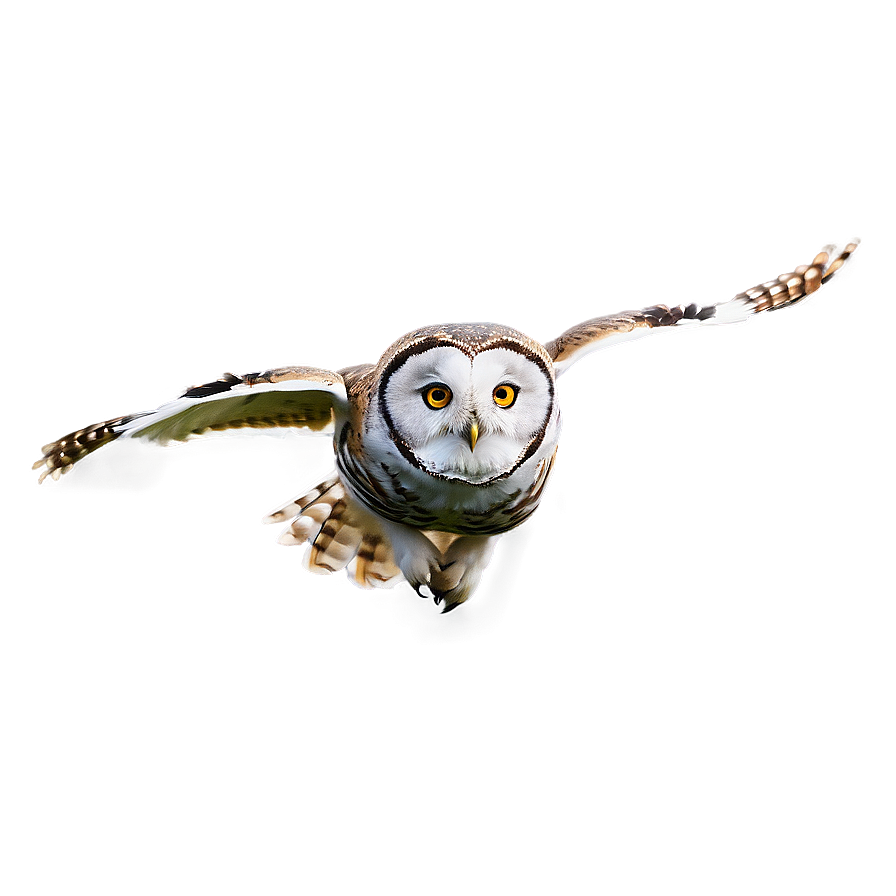 Owl In Flight Png Egw36 PNG Image