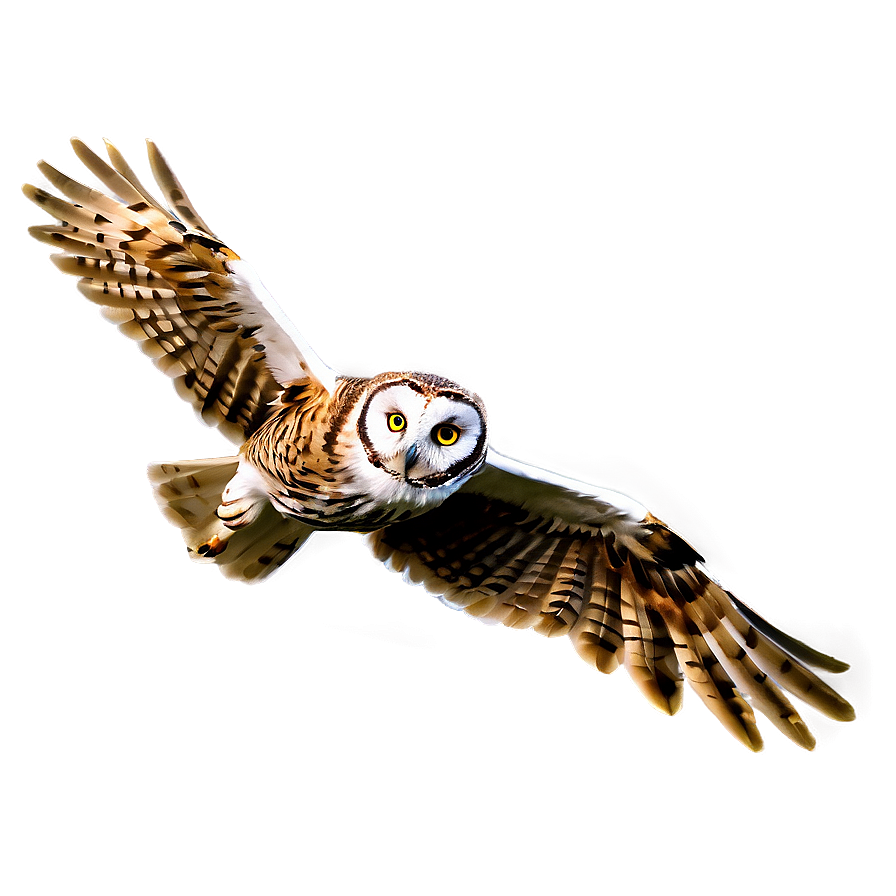 Owl In Flight Png Mkn PNG Image