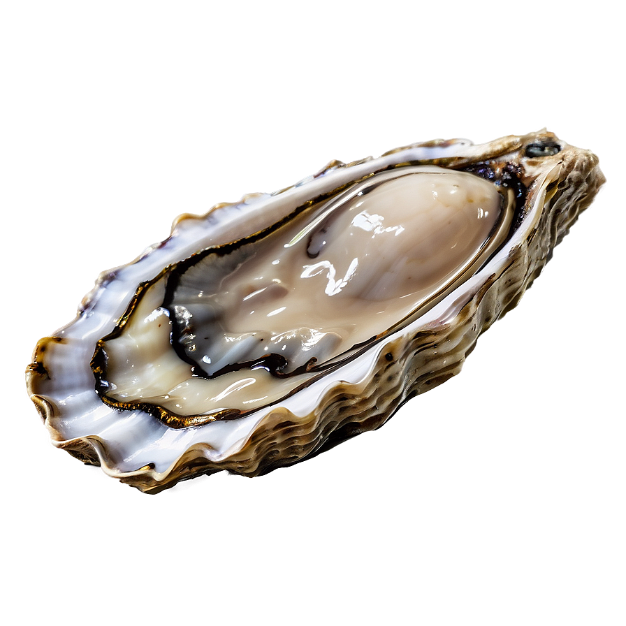 Oyster A PNG Image