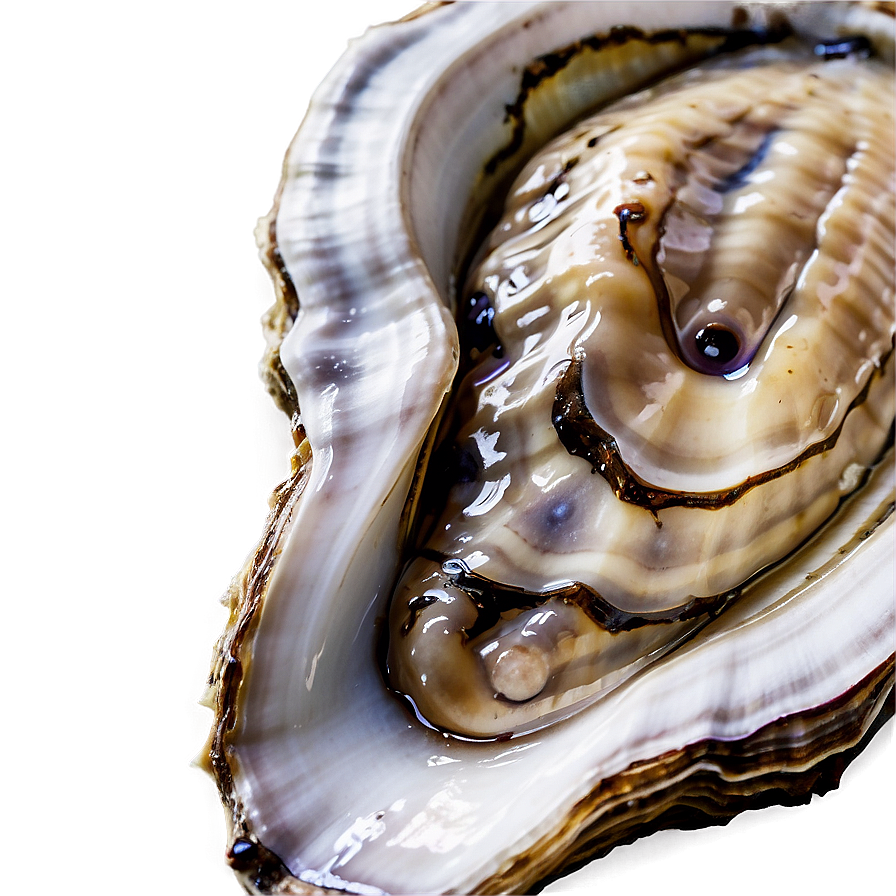 Oyster B PNG Image