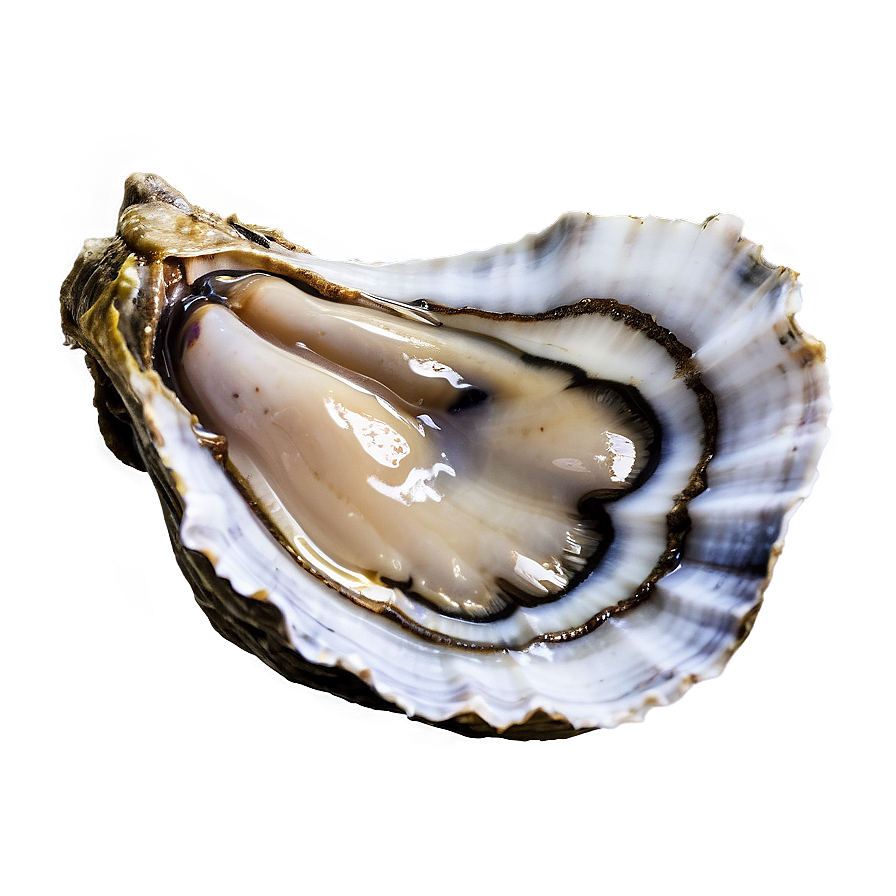 Oyster C PNG Image